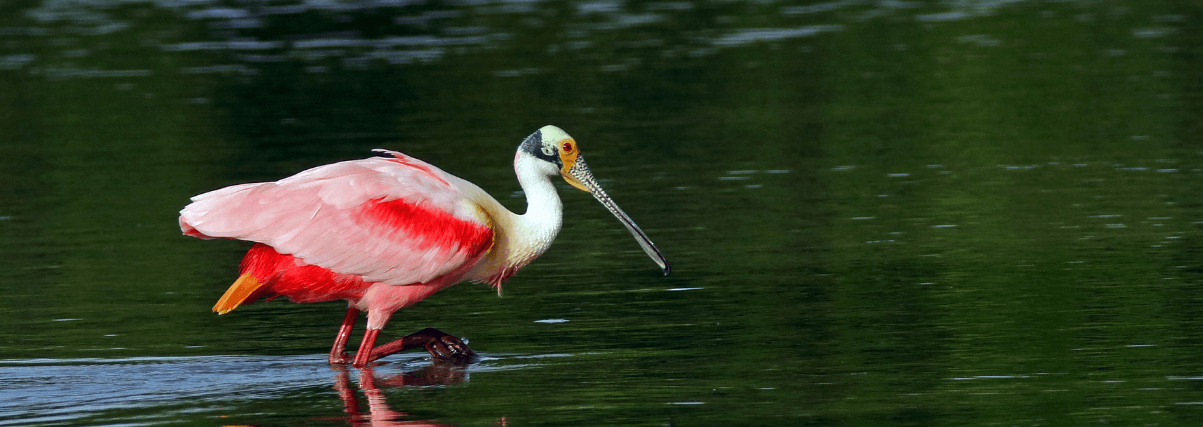 A spoonbill through a Bushnell spotting scope.