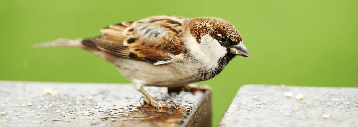 A house sparrow through a Celstron spotting scope.