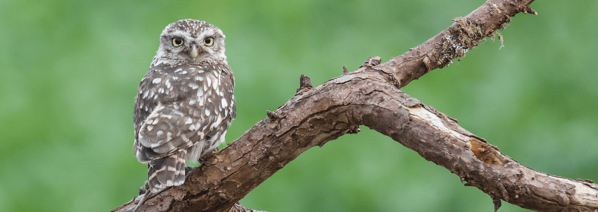An owl photographed via digiscoping.