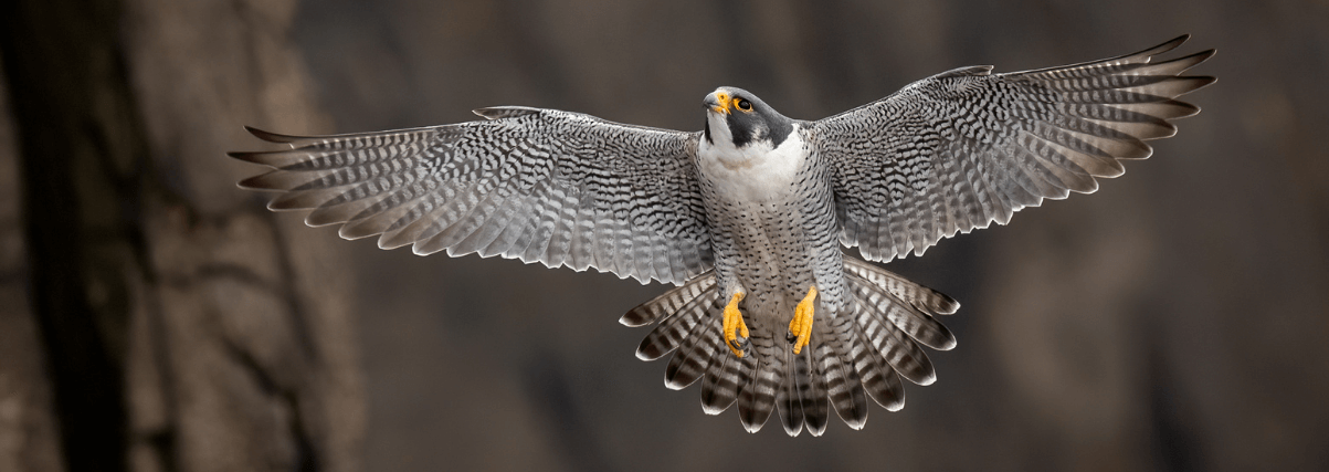 Peregrine falcon through spotting scope.