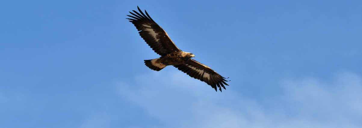 A bald eagle through a Lidl spotting scope.