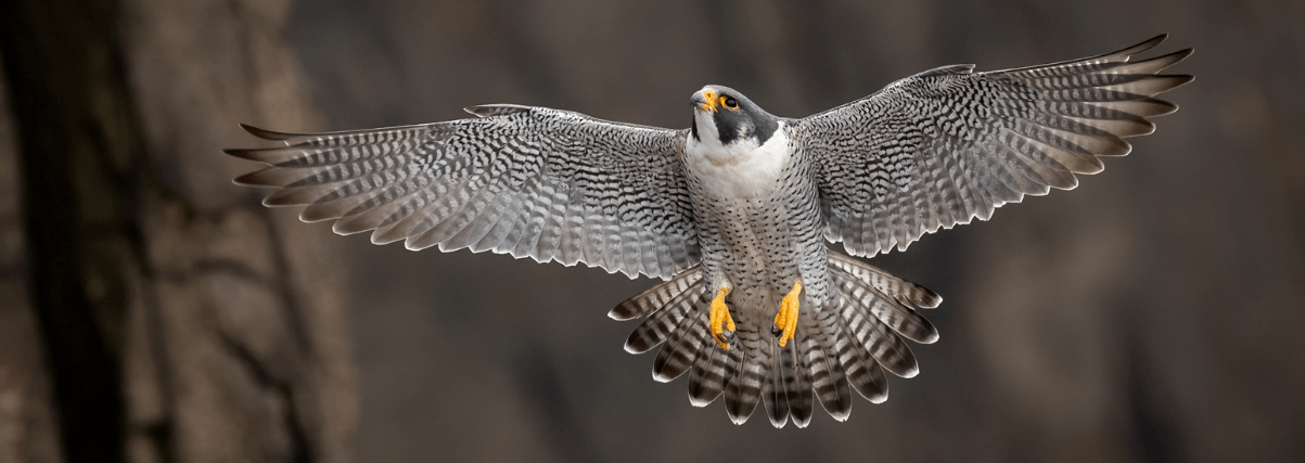 Observation à la longue-vue Kowa: un faucon pèlerin