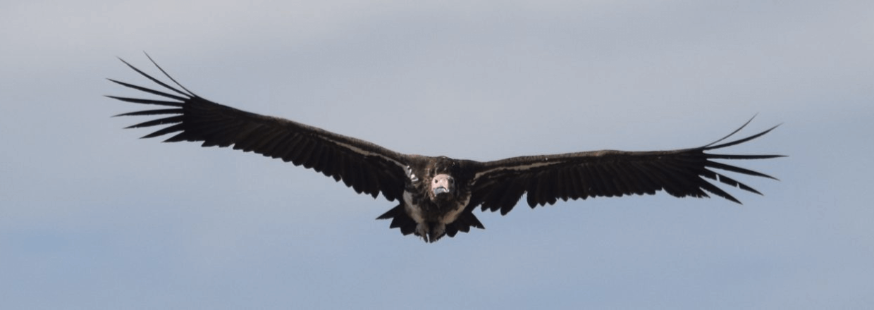 Through a Spotting Scope - A Lappet-faced vulture