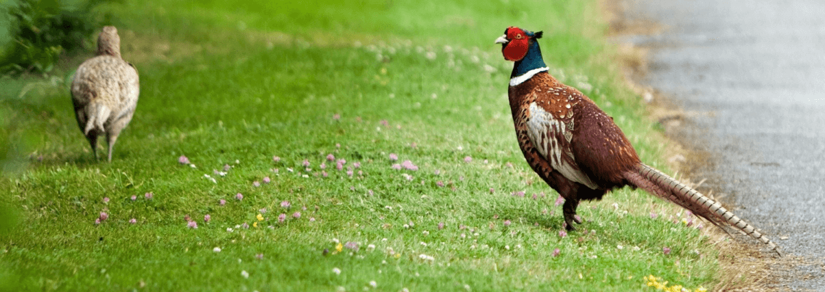 A pheasant through a spotting scope for hunters.