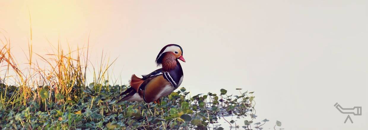 Un canard mandarin sur la rive d'un plan d'eau - image symbolique pour les fabricants de longues-vues.