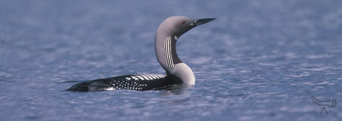 Plongeur magnifique sur l'eau - image symbolique pour les longues-vues Leica