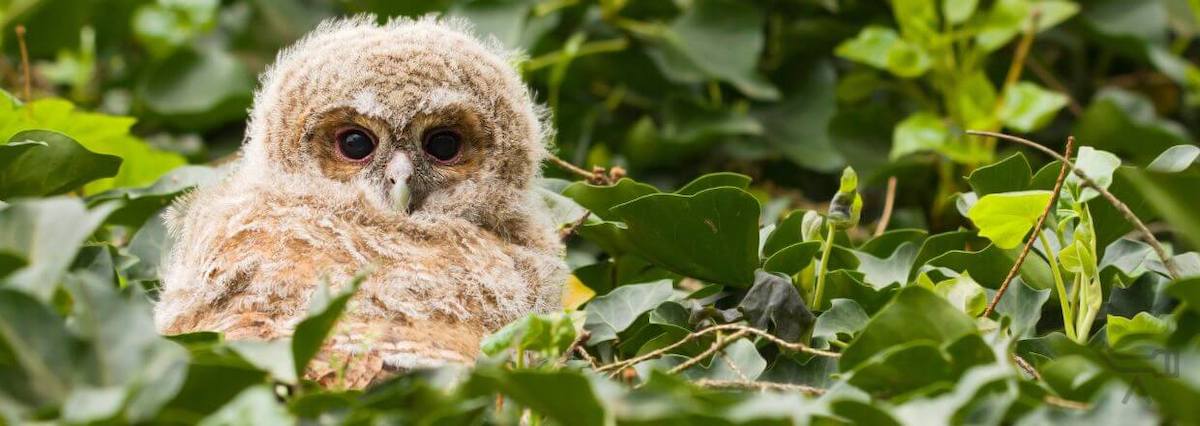 Jeune chouette hulotte dans un arbre - image symbolique pour les longues-vues Zeiss